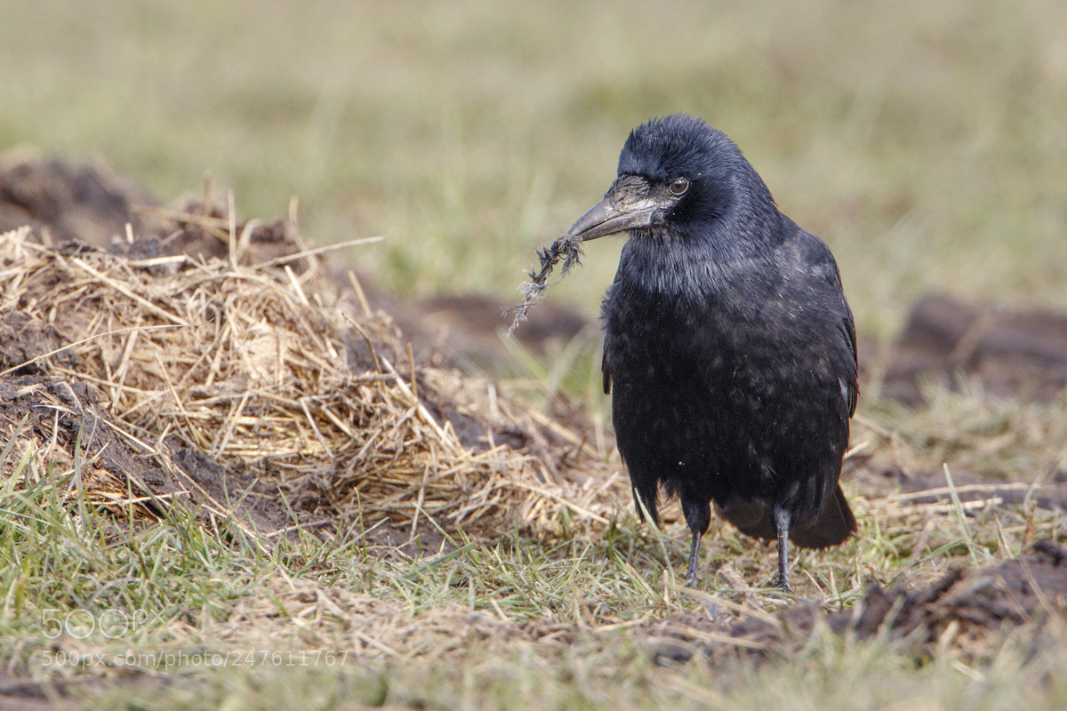 Canon EOS 7D Mark II sample photo. Rook photography