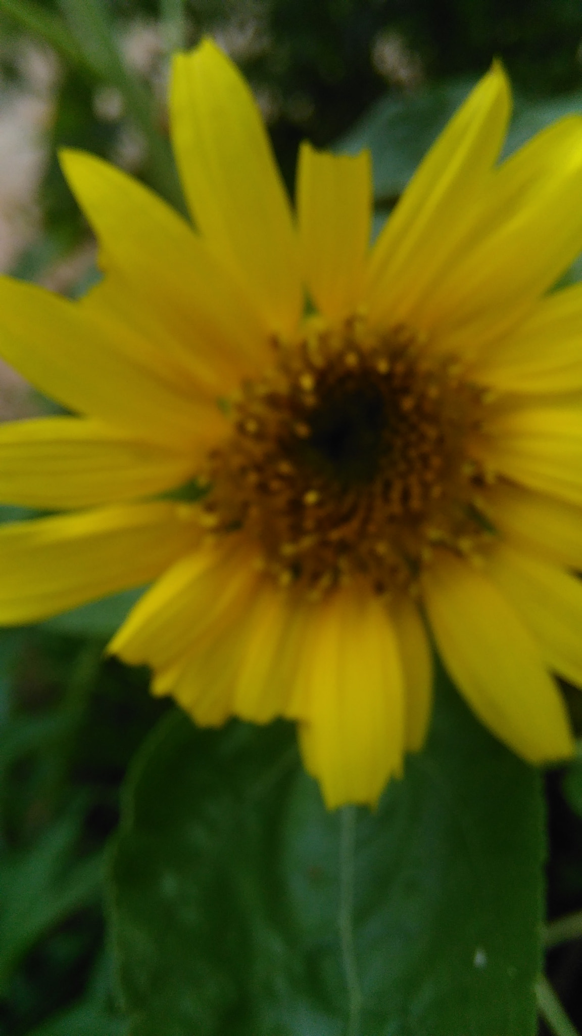 HUAWEI G620S-L01 sample photo. Sunflower photography