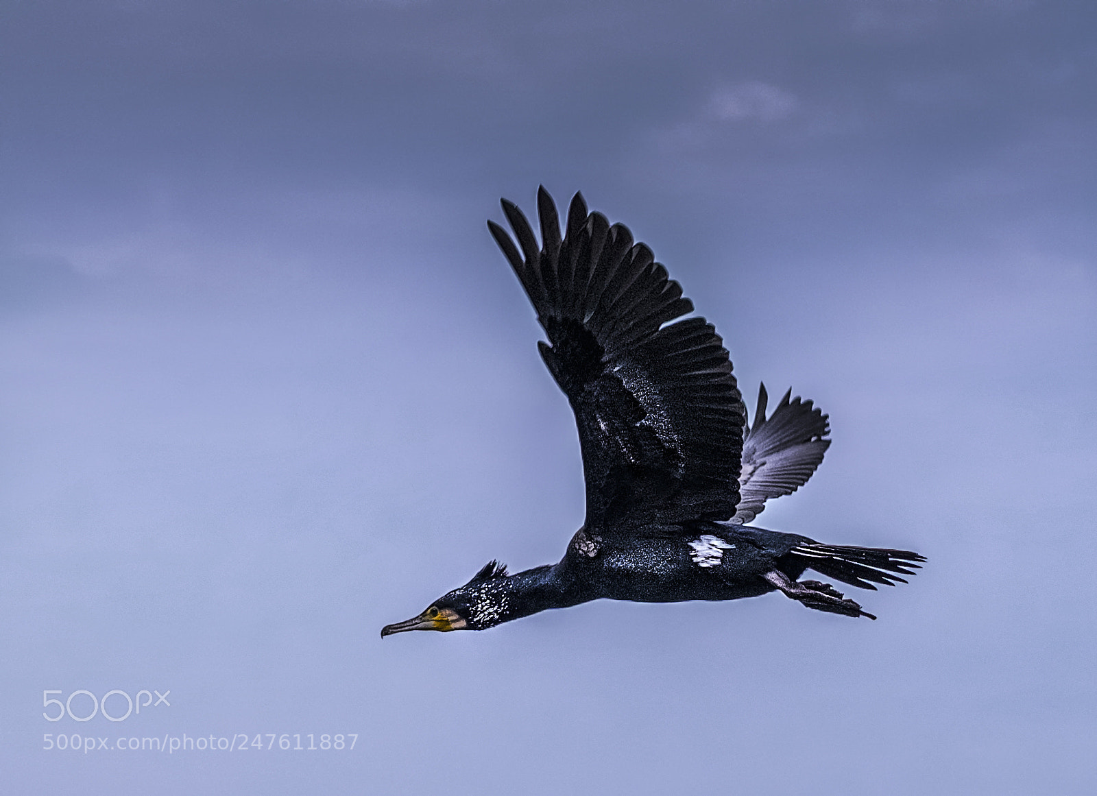 Fujifilm X-T1 sample photo. Cormorano photography
