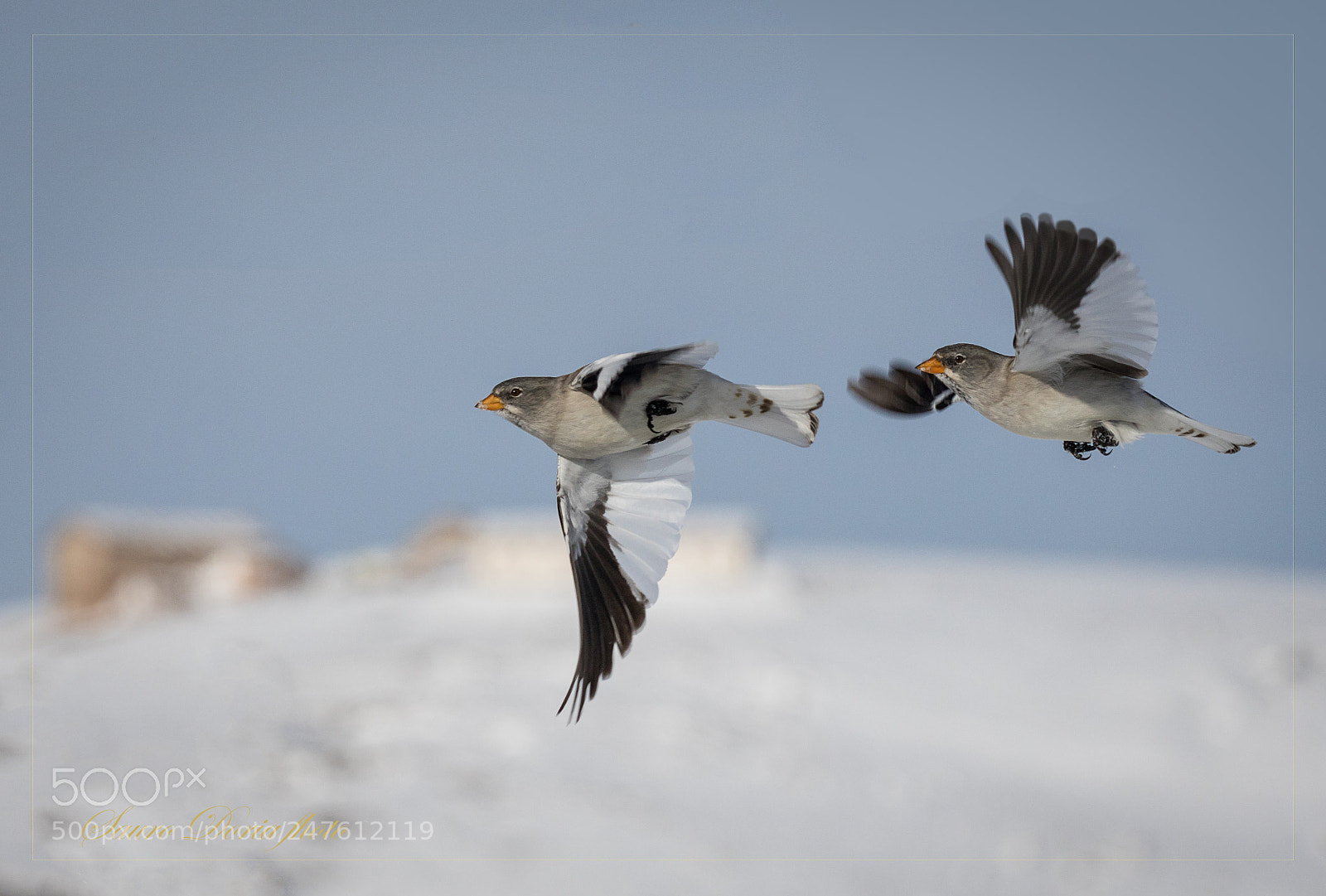 Canon EOS 5D Mark IV sample photo. Fringuelli alpini in volo photography