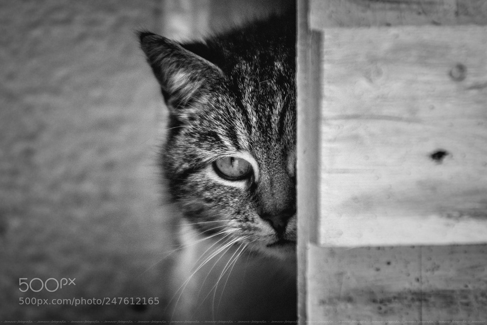 Sony ILCA-77M2 sample photo. H e l l photography