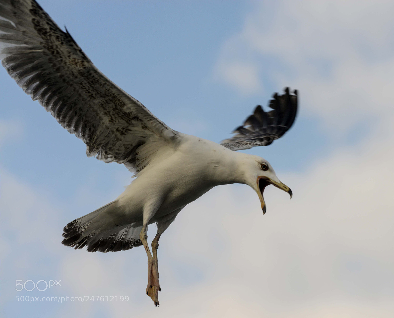 Nikon D800 sample photo. Segull - sound and photography