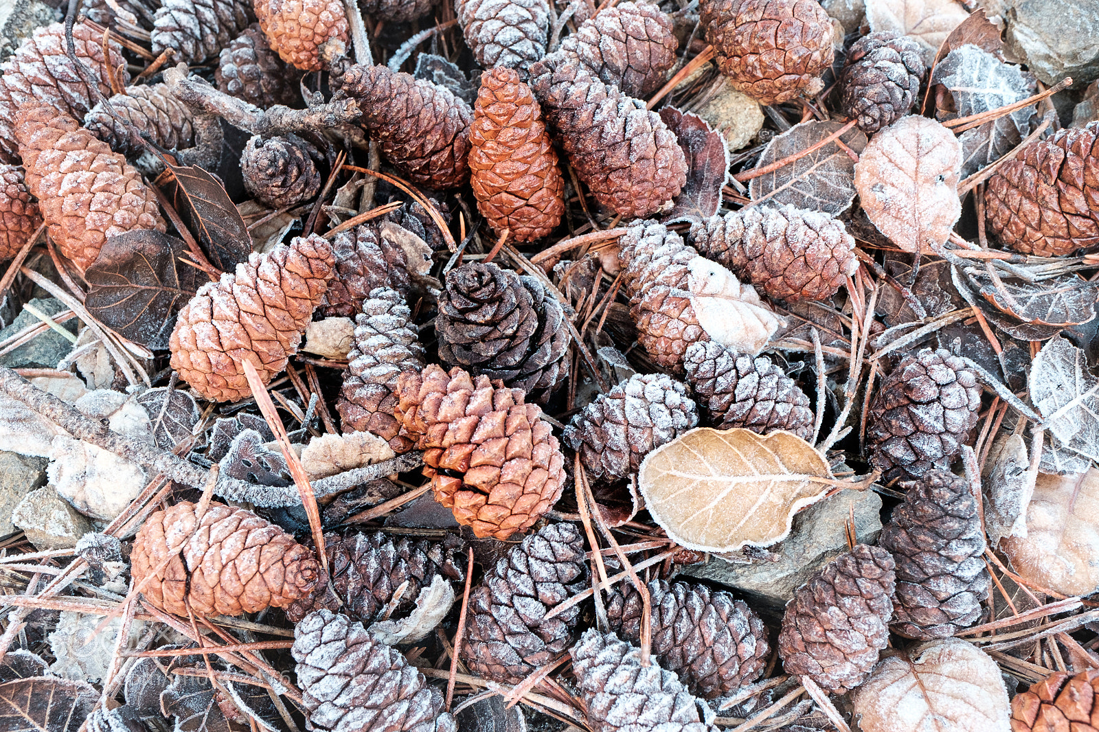 Fujifilm X-T1 sample photo. Frozen photography