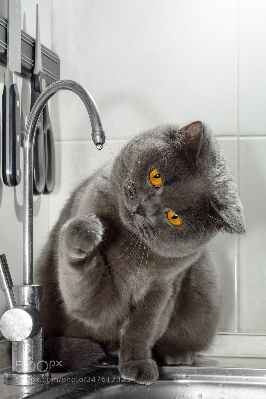 Nikon D7100 sample photo. English cat drinks water photography