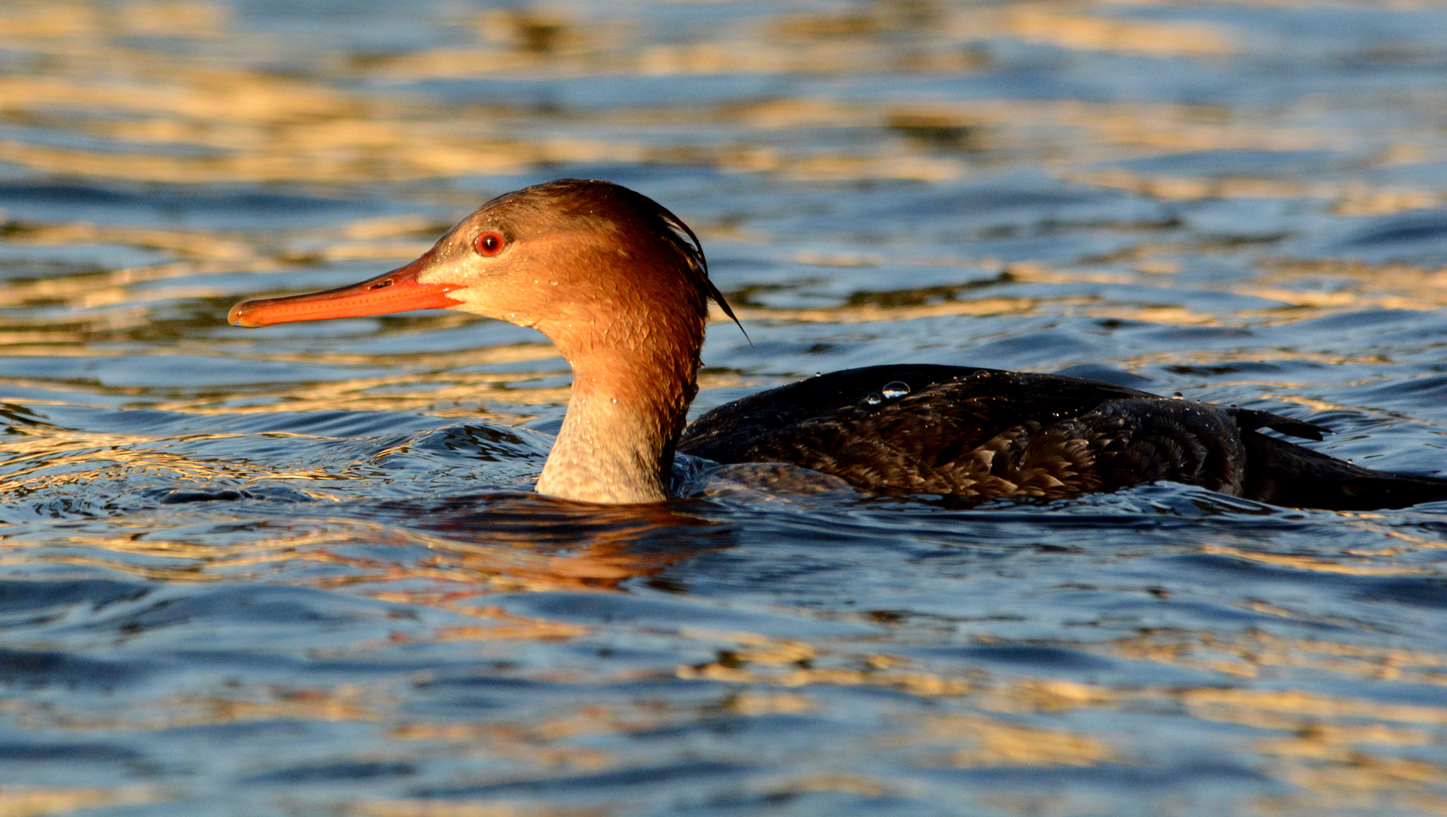 Sigma 150-500mm F5-6.3 DG OS HSM sample photo. Red breasted merganser photography