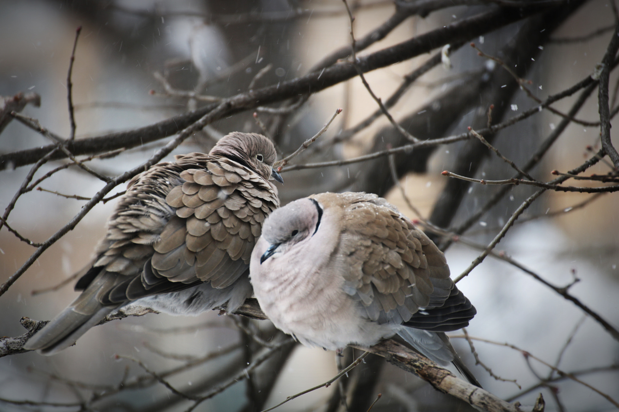 Canon EOS 750D (EOS Rebel T6i / EOS Kiss X8i) sample photo. Survival photography