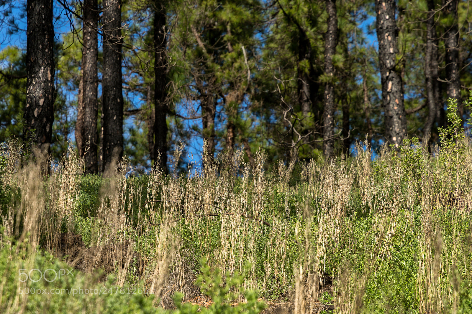 Nikon D7200 sample photo. Ruta de los volcanes photography