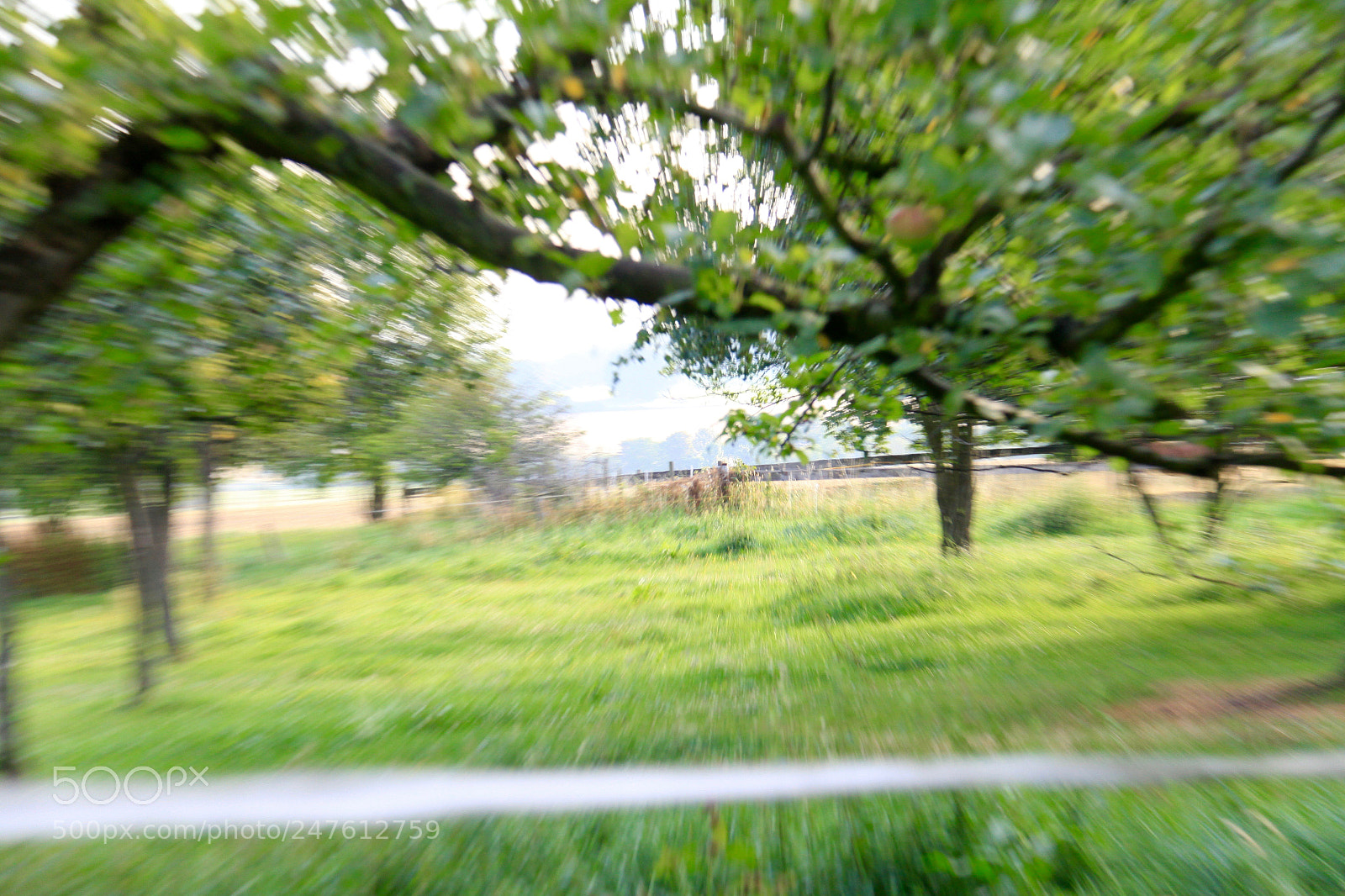 Canon EOS 50D sample photo. Inspired by van gogh photography