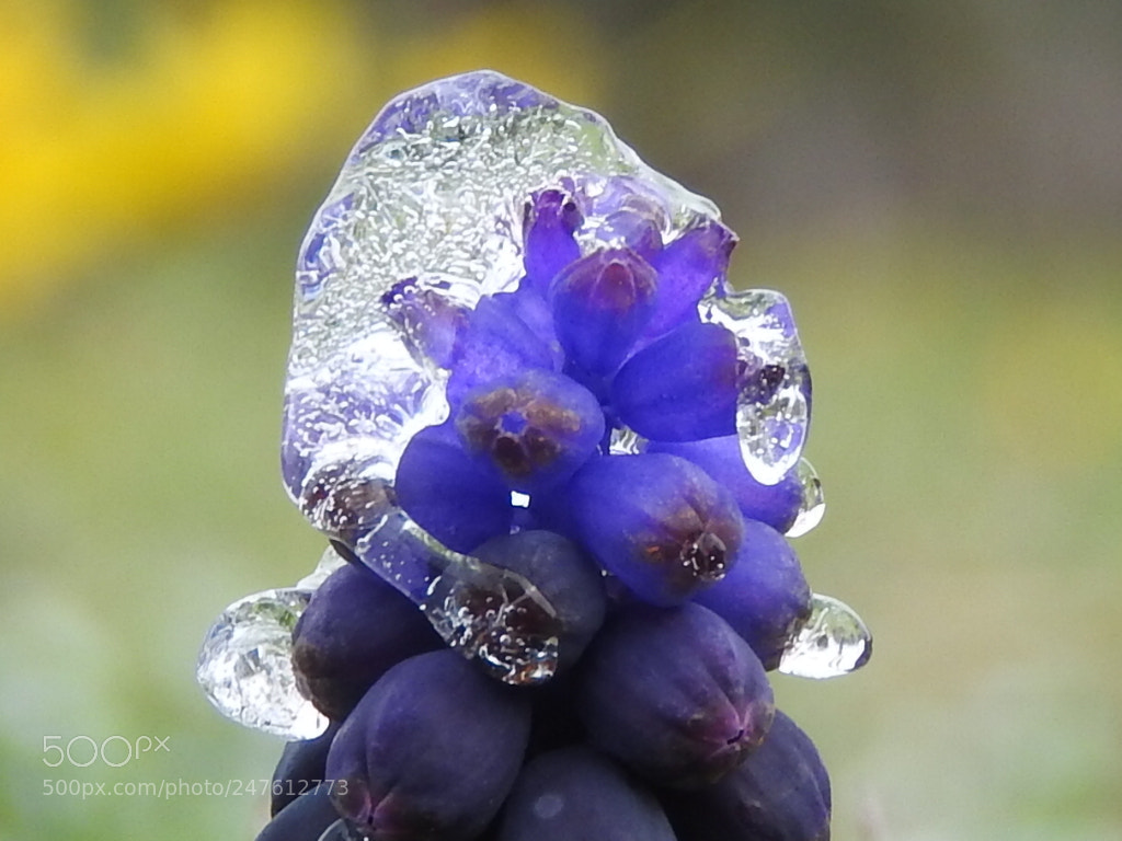 Nikon Coolpix P610 sample photo. Muscairi in the ice photography