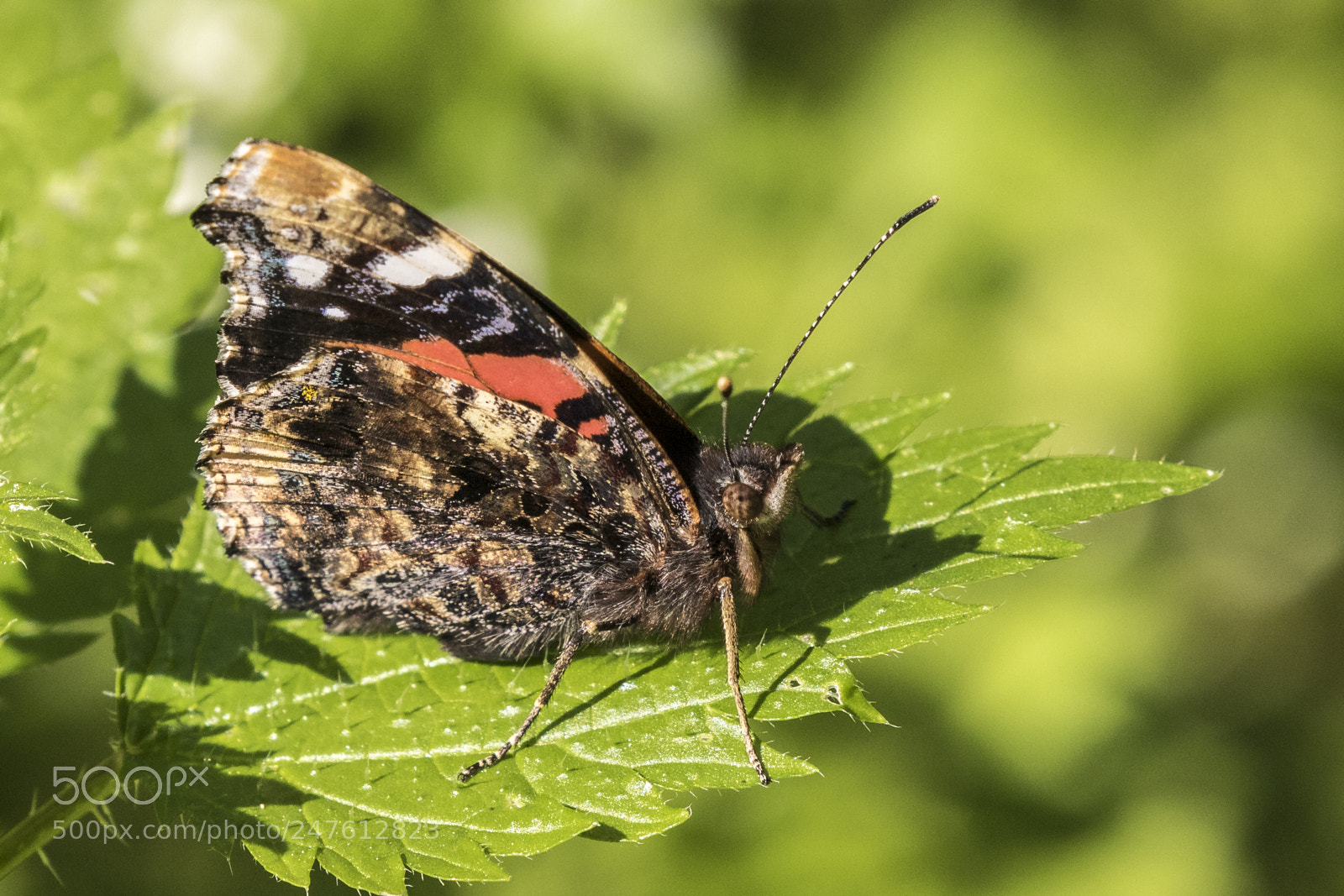 Canon EOS 7D Mark II sample photo. The announcement of spring photography