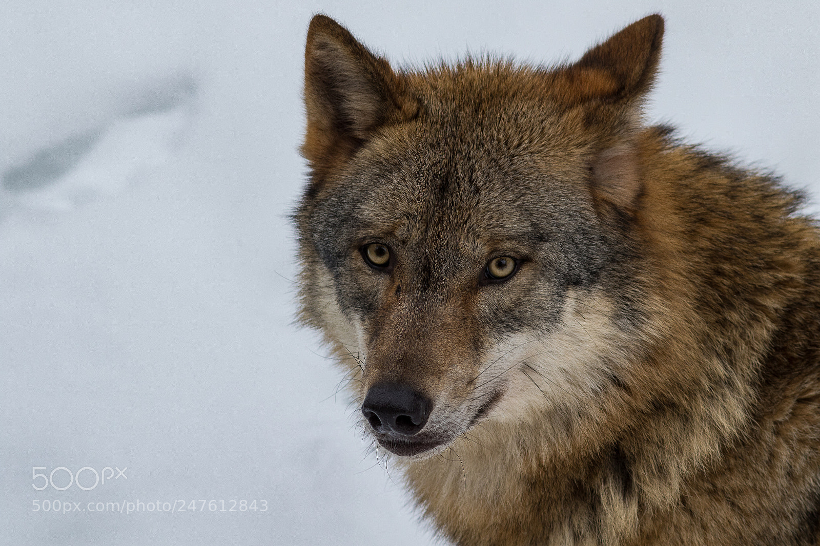 Canon EOS 7D Mark II sample photo. Wolf photography