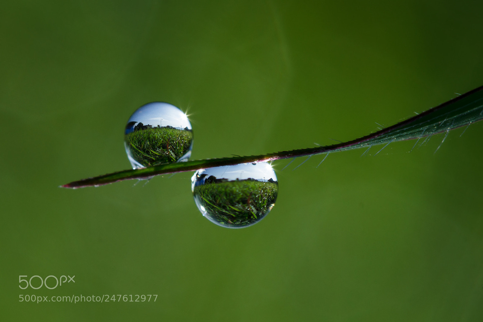 Canon EOS 7D sample photo. Dew, macroscape, morning photography