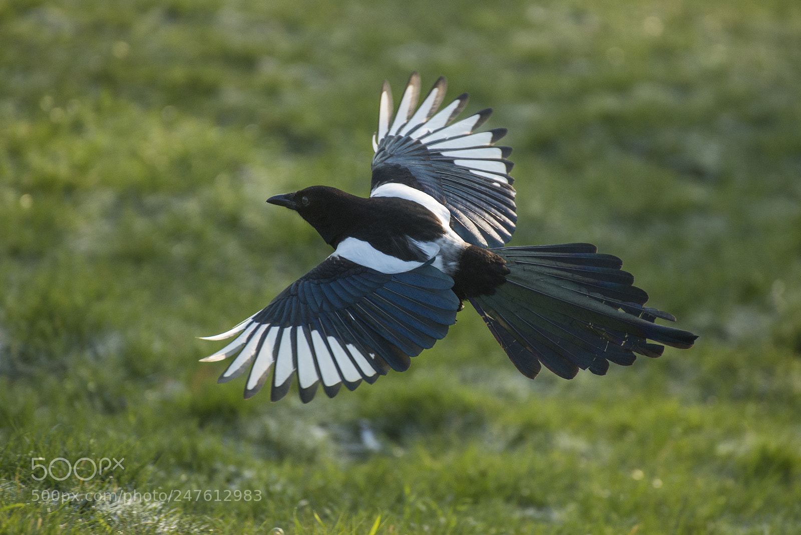 Nikon D610 sample photo. Flying photography