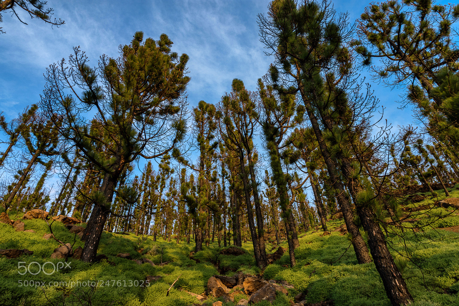 Nikon D7200 sample photo. Parque natural cumbra vieja photography