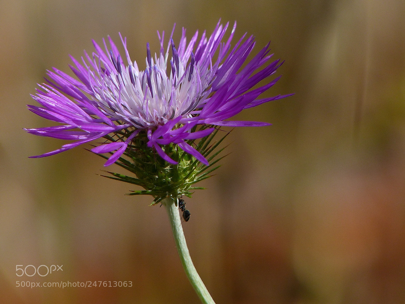Panasonic Lumix DMC-FZ200 sample photo. Chardon et fourmi photography