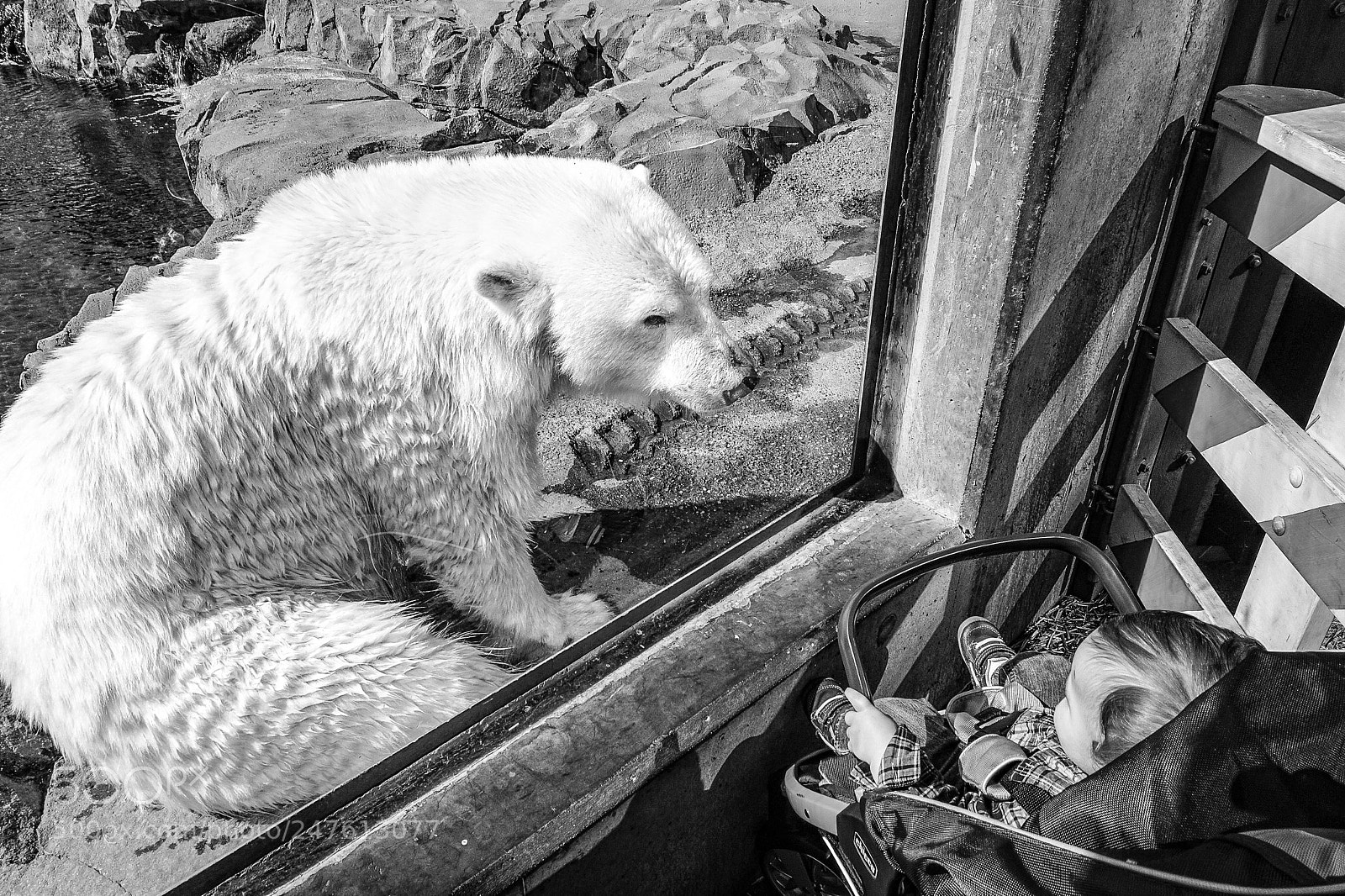 Sony Alpha a5000 (ILCE 5000) sample photo. Polar bear looking at photography