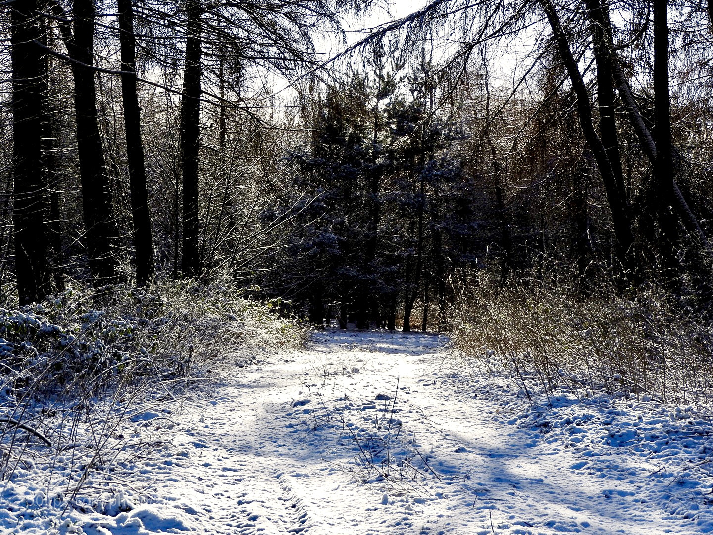 Nikon Coolpix P610 sample photo. First snow of the photography