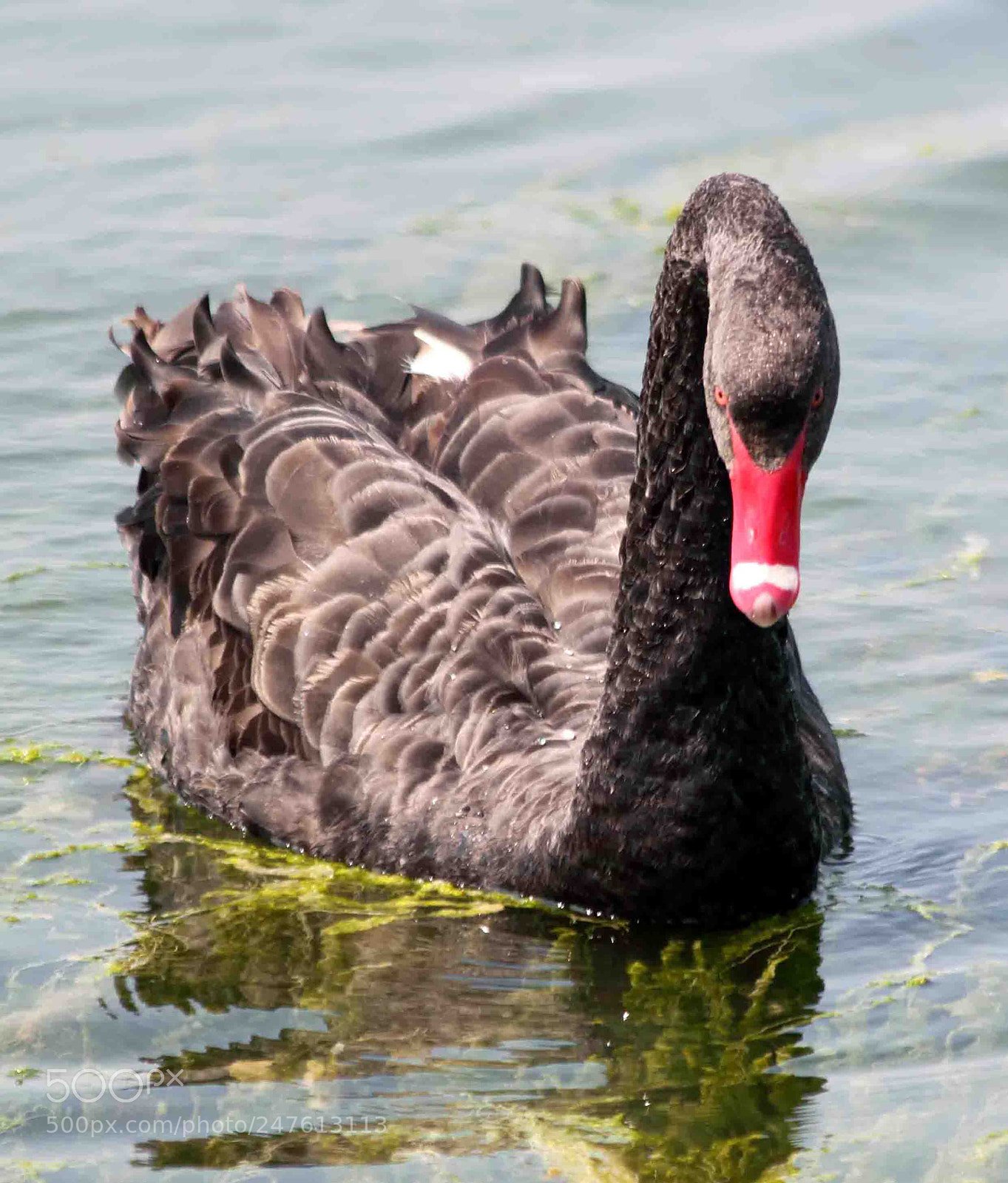 Canon EOS 500D (EOS Rebel T1i / EOS Kiss X3) sample photo. Black swan photography