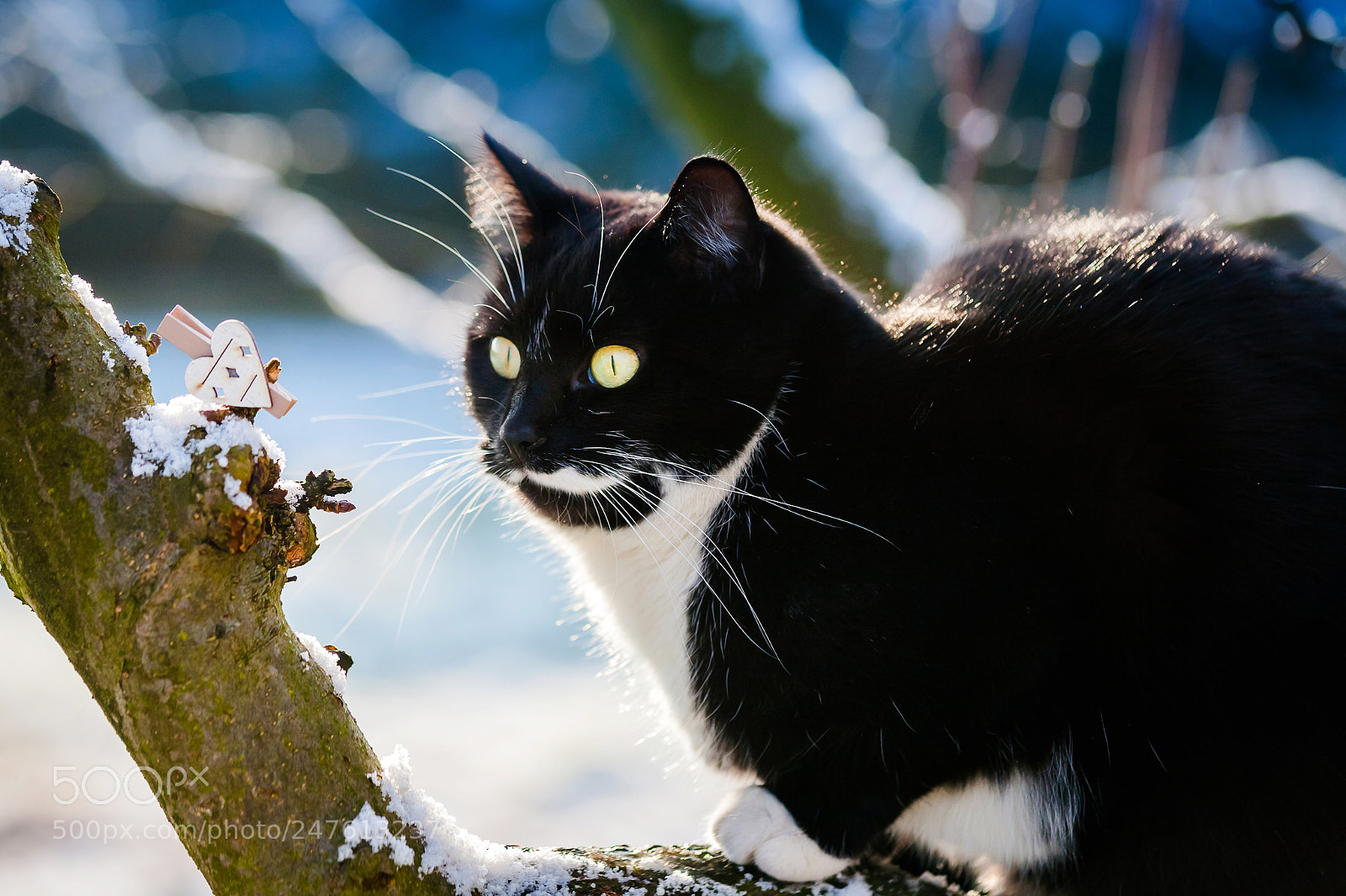Canon EOS 5D sample photo. Snow pantera photography