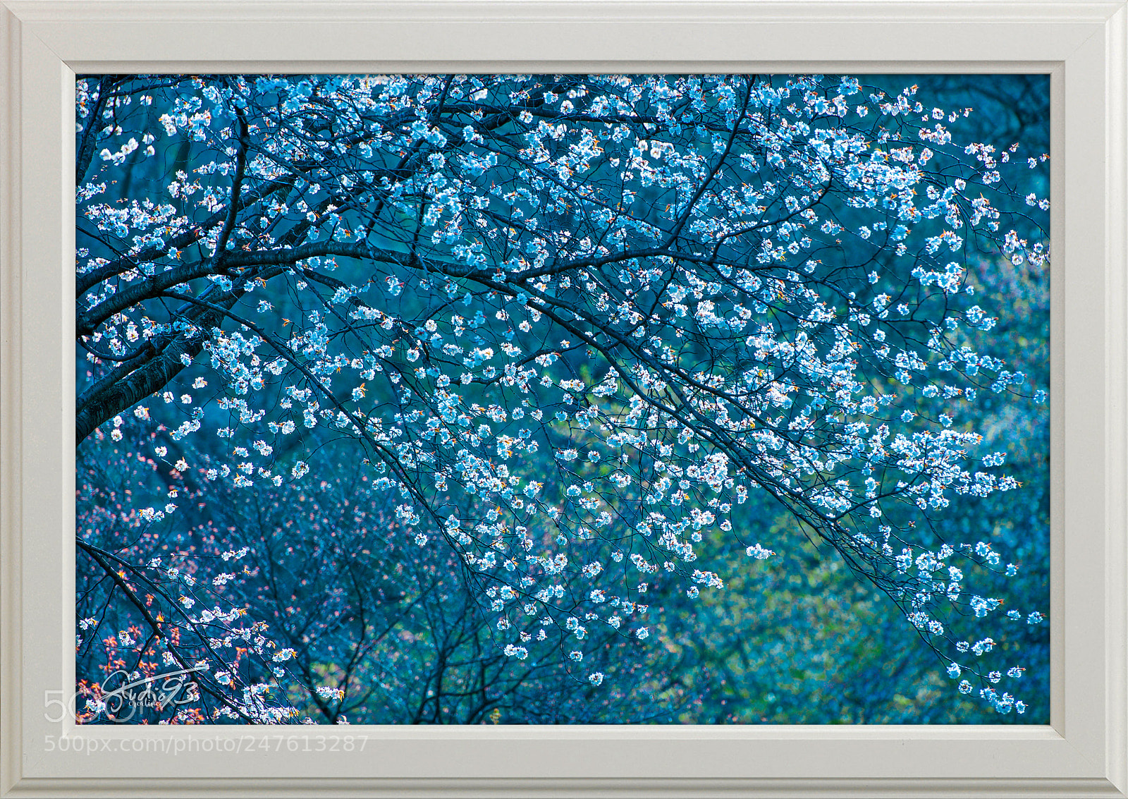 Nikon D5500 sample photo. Spring blossoms at branchbrook photography