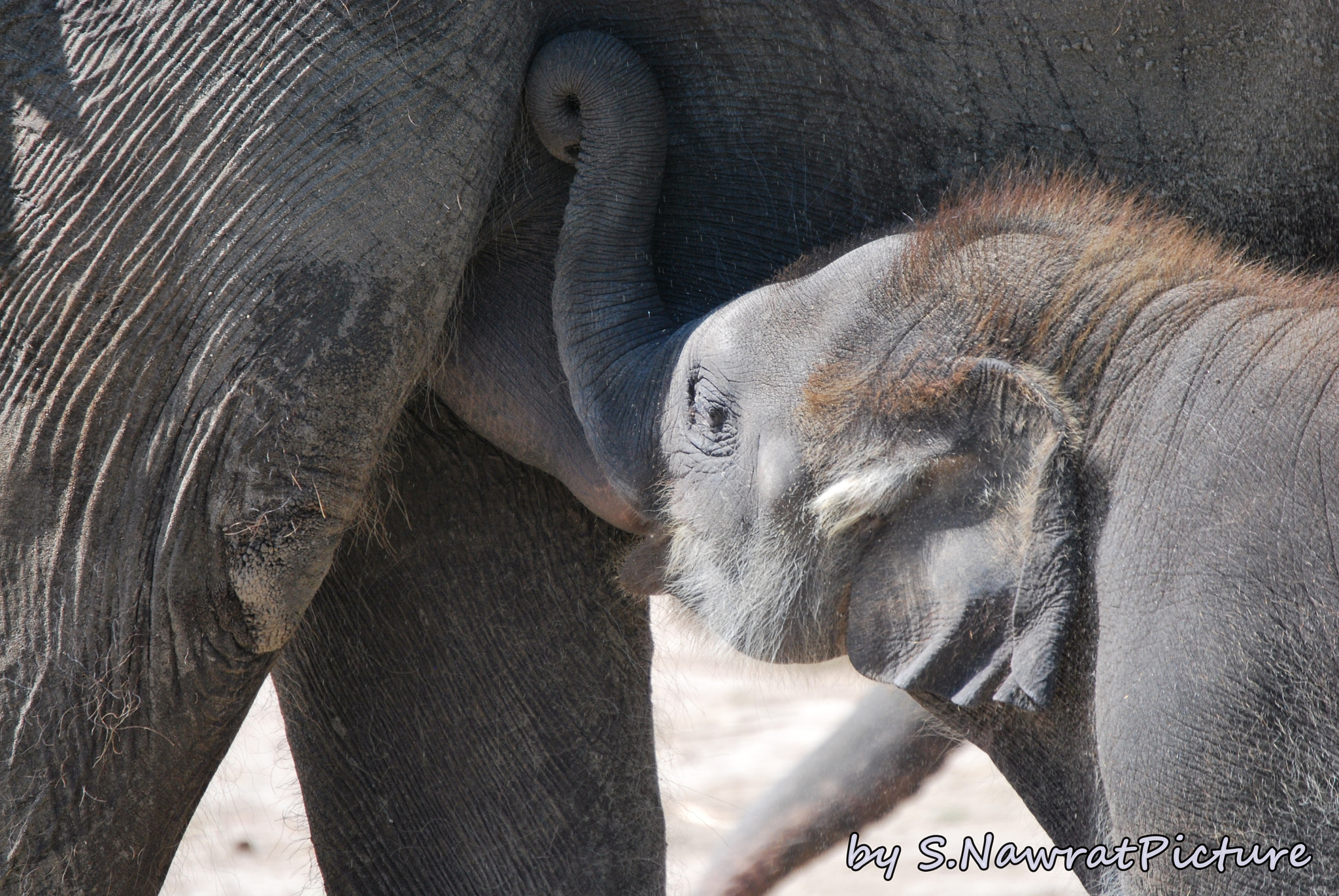 Nikon D60 sample photo. Tierpark, berlin photography