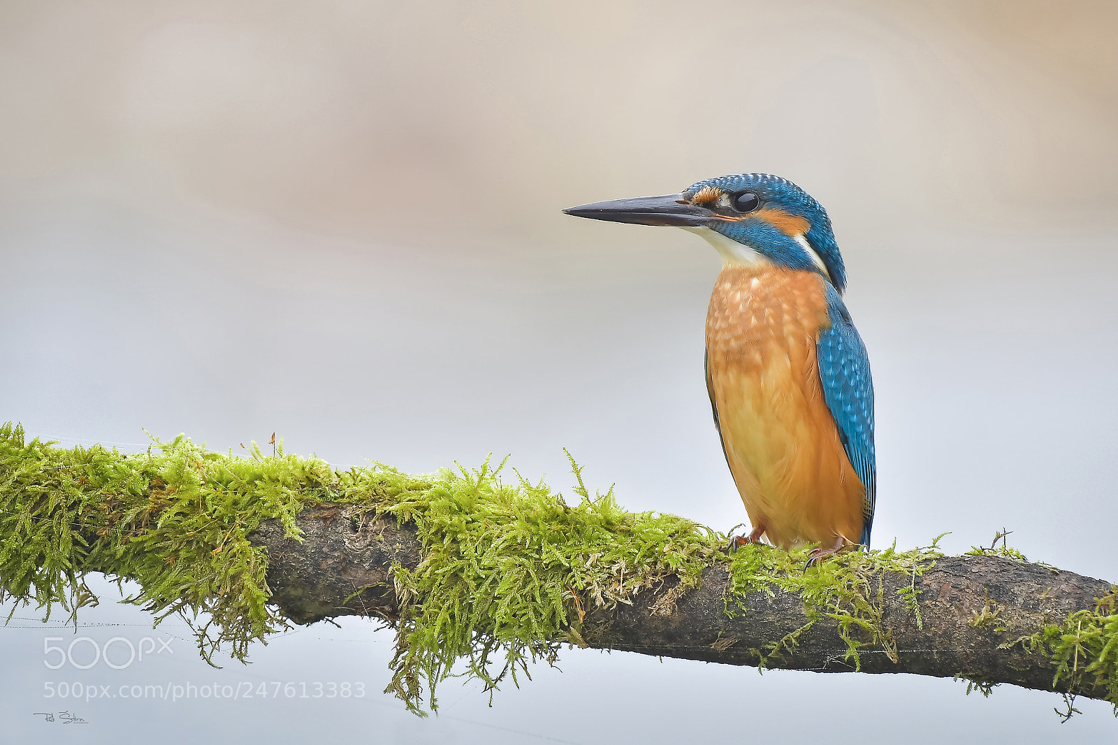 Nikon D500 sample photo. Kingfisher photography