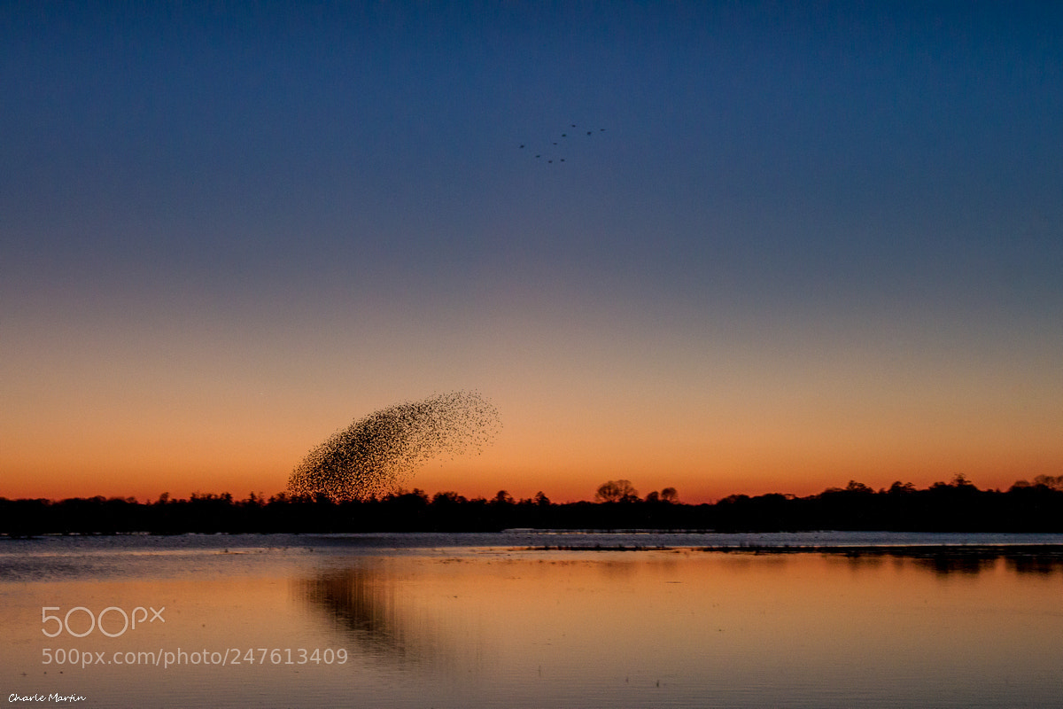Canon EOS 7D sample photo. Etourneau sansonnet (sturnus vulgaris) photography