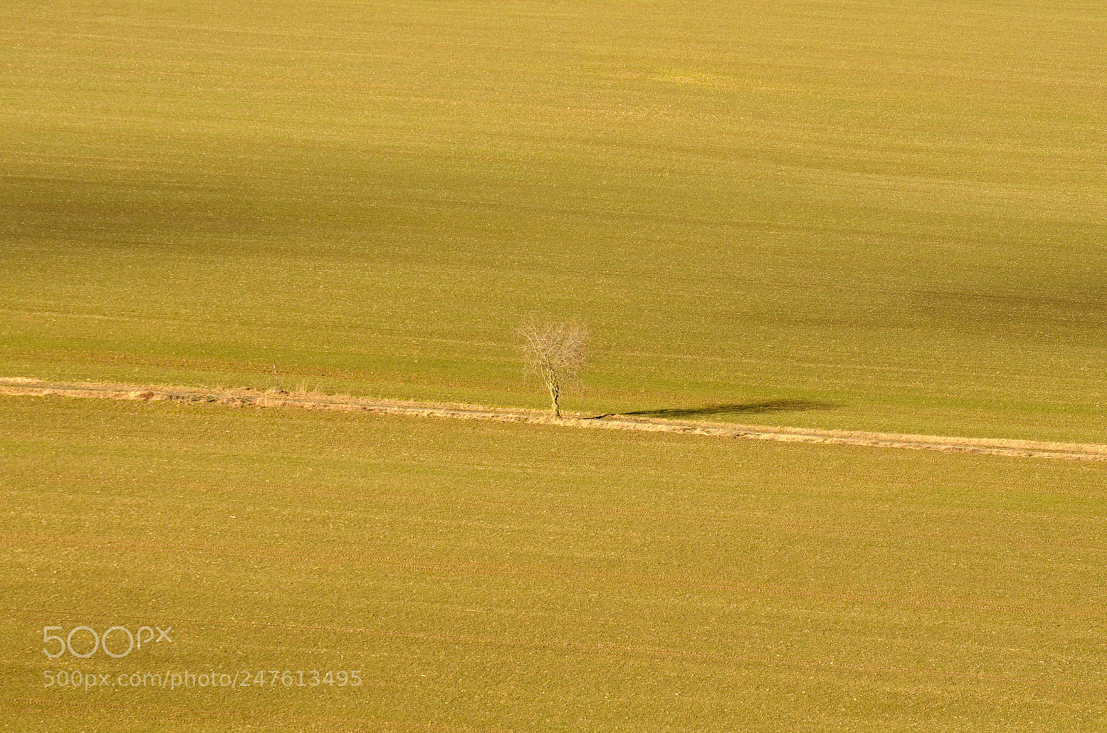 Nikon D5100 sample photo. Tree loner photography