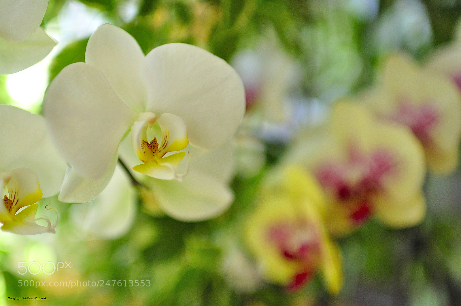 Nikon D90 sample photo. ... photography