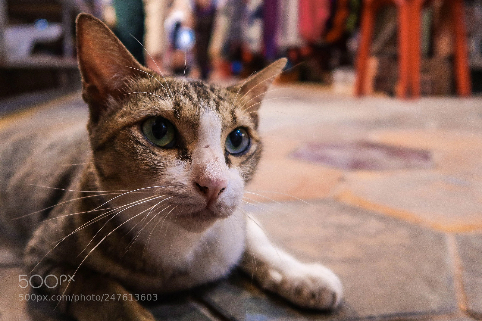 Canon PowerShot G7 X Mark II sample photo. David cat photography
