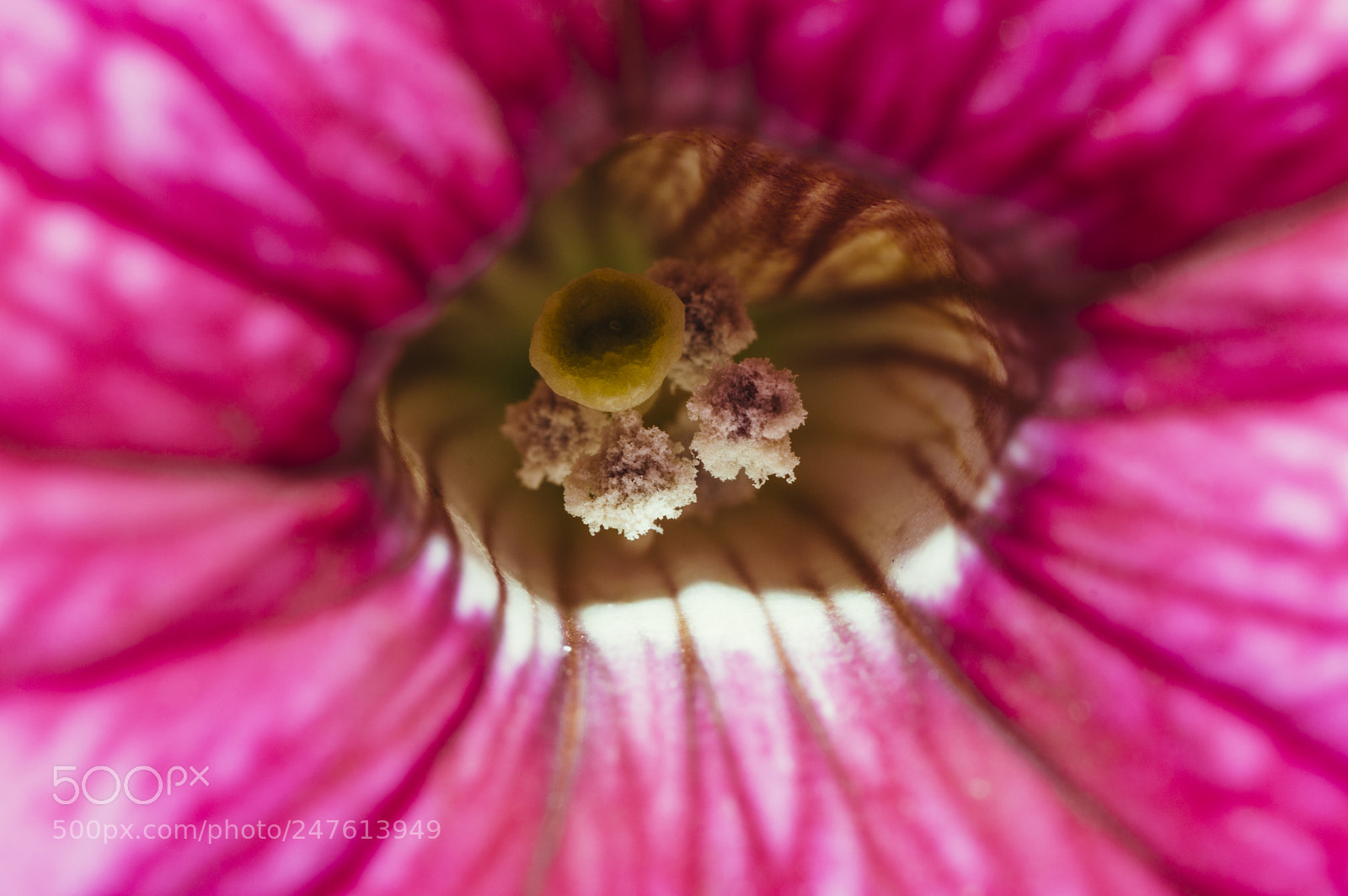Nikon D3200 sample photo. Pink petunia.jpg photography