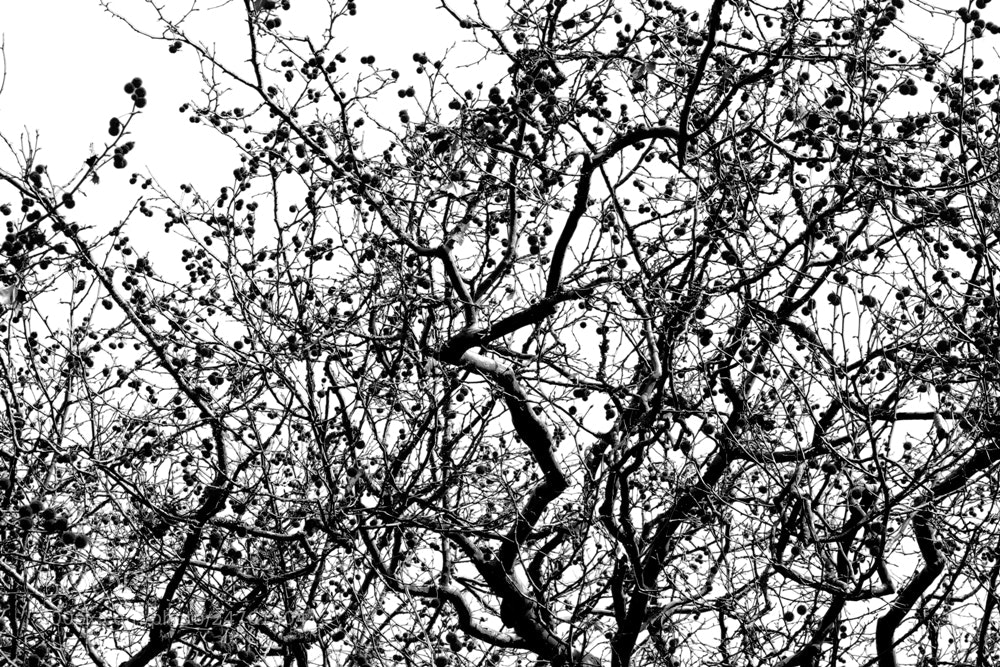 Nikon D3100 sample photo. Nature photography