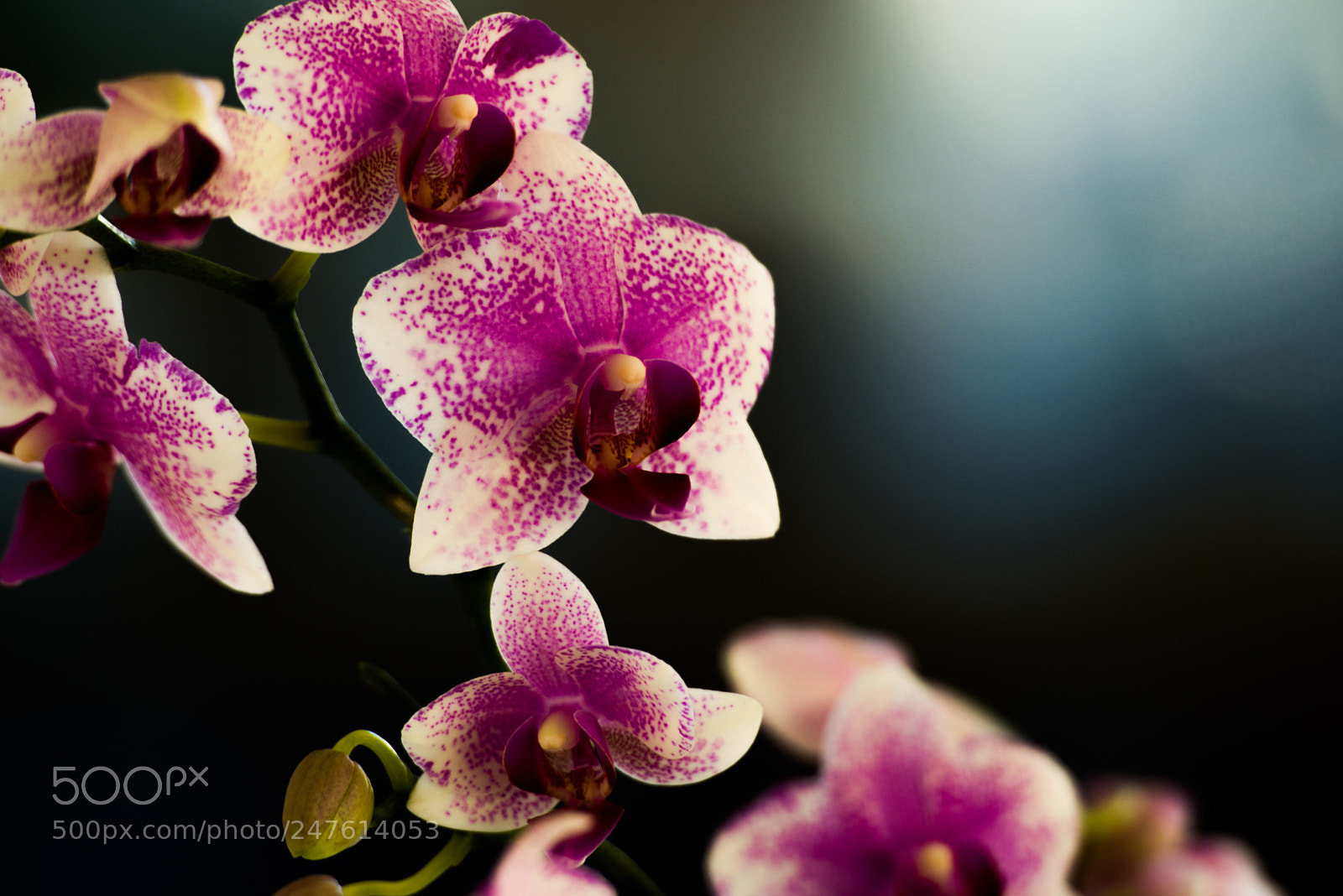 Nikon D600 sample photo. Untitled photography