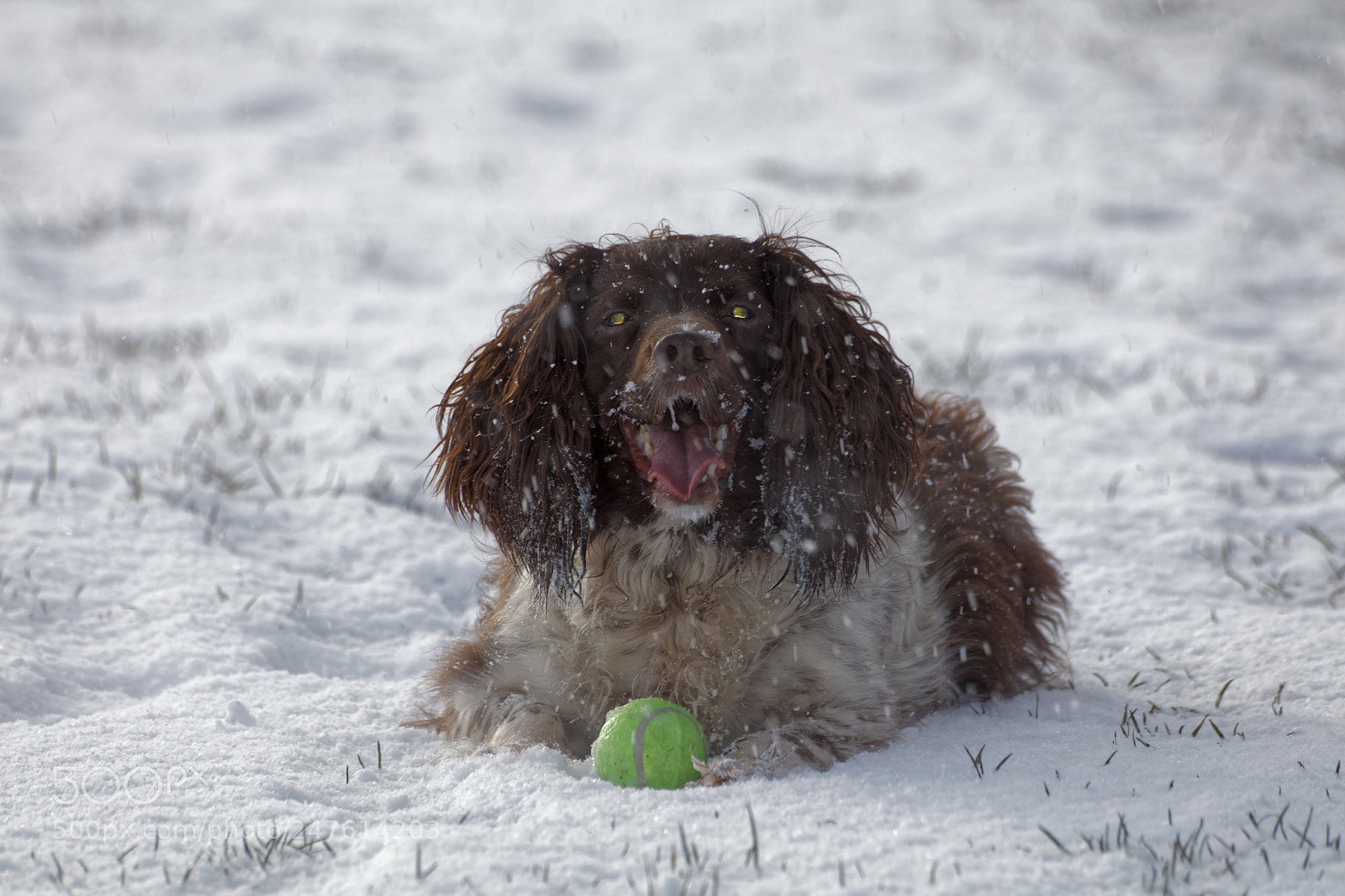 Canon EOS 5DS sample photo. Snow spaniel photography
