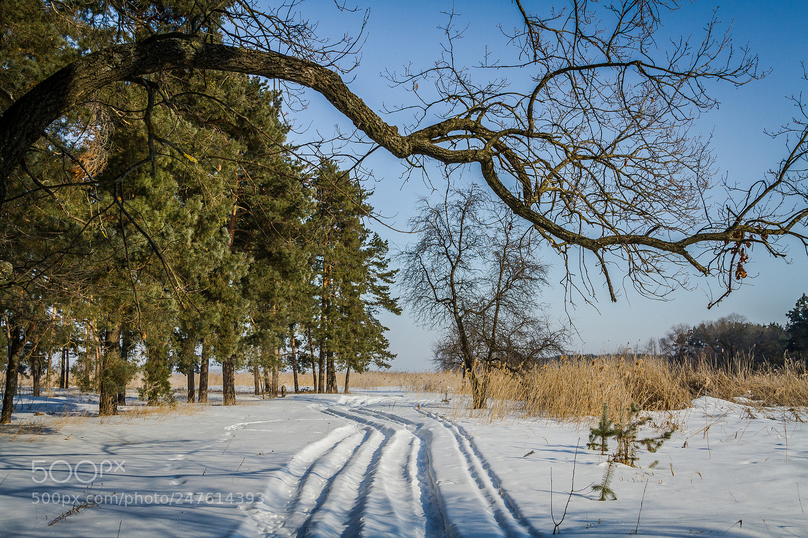 Canon EOS 7D sample photo. Winter wood photography