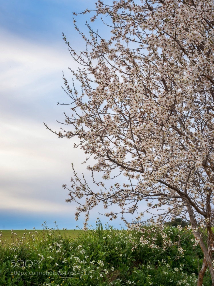 Olympus OM-D E-M1 Mark II sample photo. A spring dream.. photography
