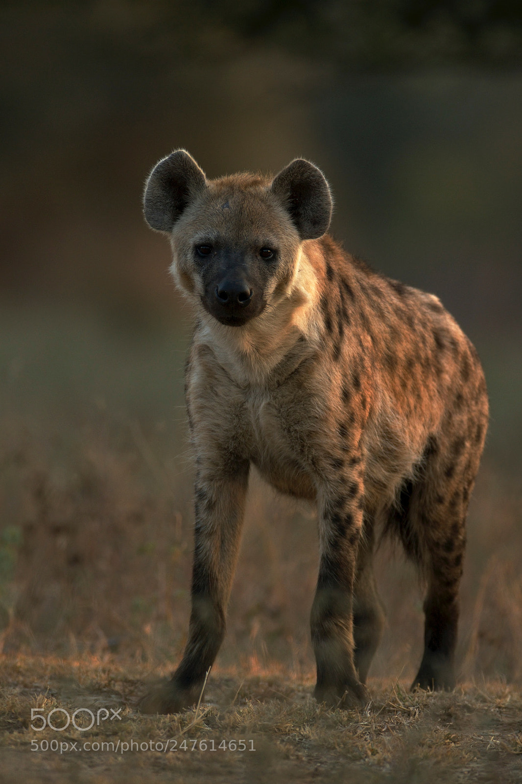 Canon EOS 7D sample photo. Spotted hyena in kruger photography