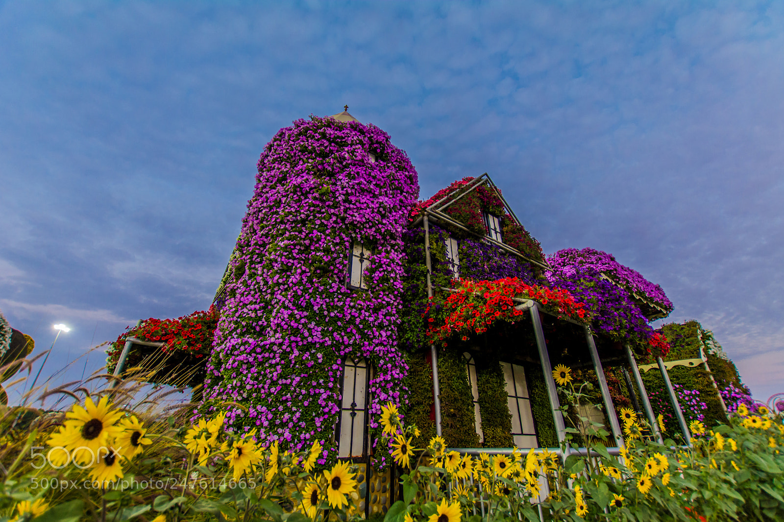 Nikon D5200 sample photo. House of flowers photography