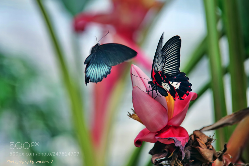 Pentax K-1 sample photo. Nectar from an exotic photography