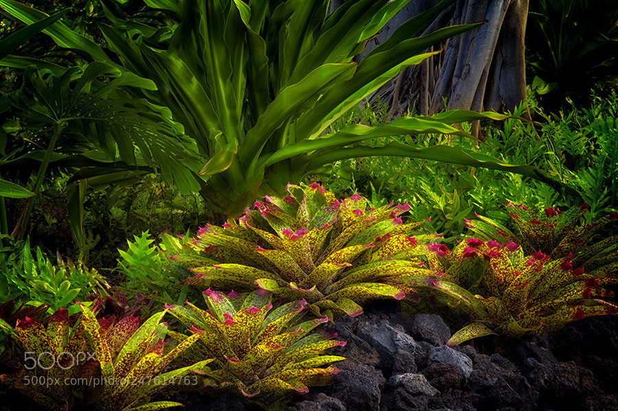 Leica M9 sample photo. Bromeliads in garden. hawaii photography