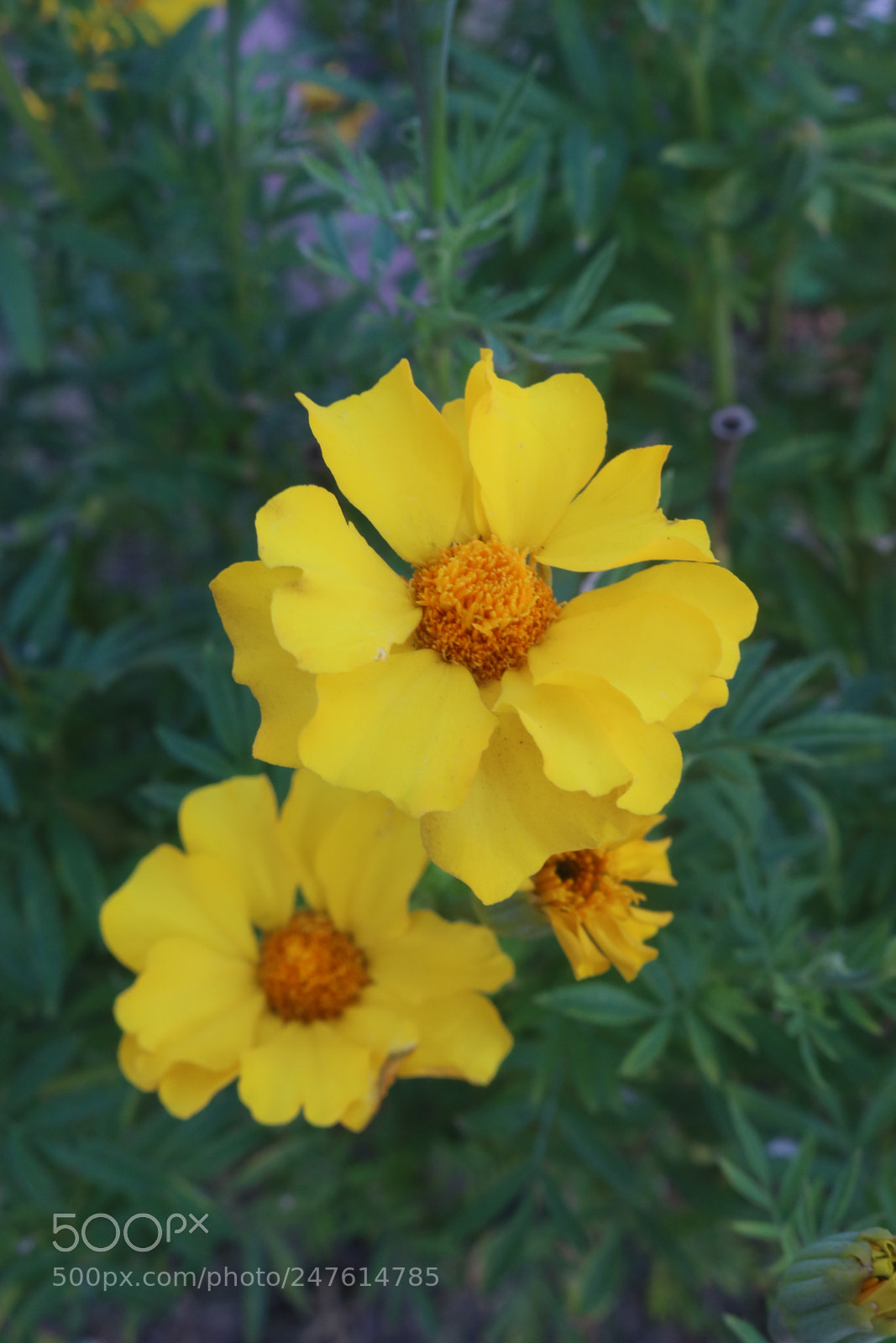 Canon EOS 750D (EOS Rebel T6i / EOS Kiss X8i) sample photo. Img photography