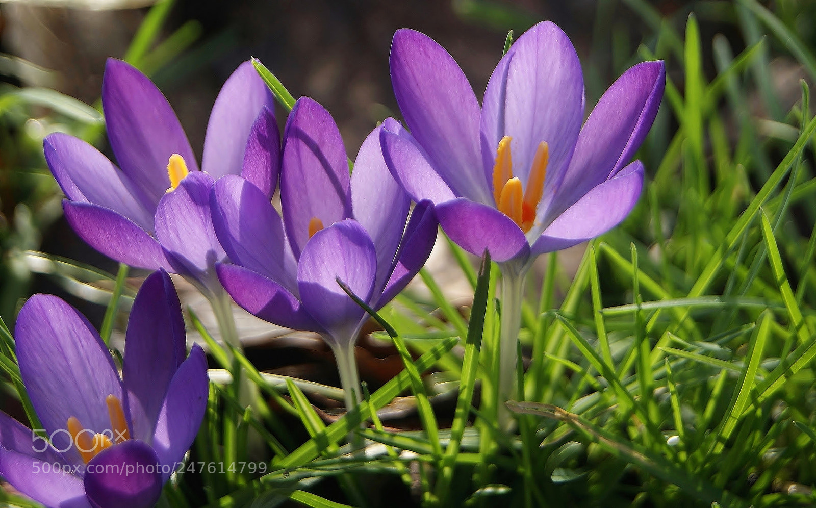 Sony Alpha DSLR-A380 sample photo. Spring beauties 2018 ... photography