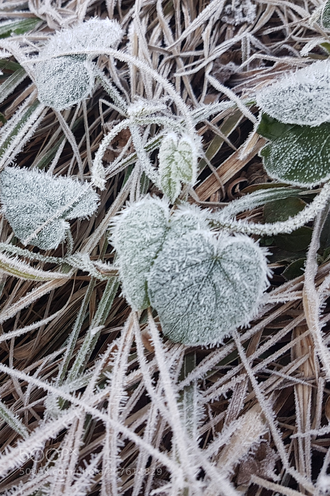 Samsung Galaxy S7 sample photo. Manhã de inverno photography