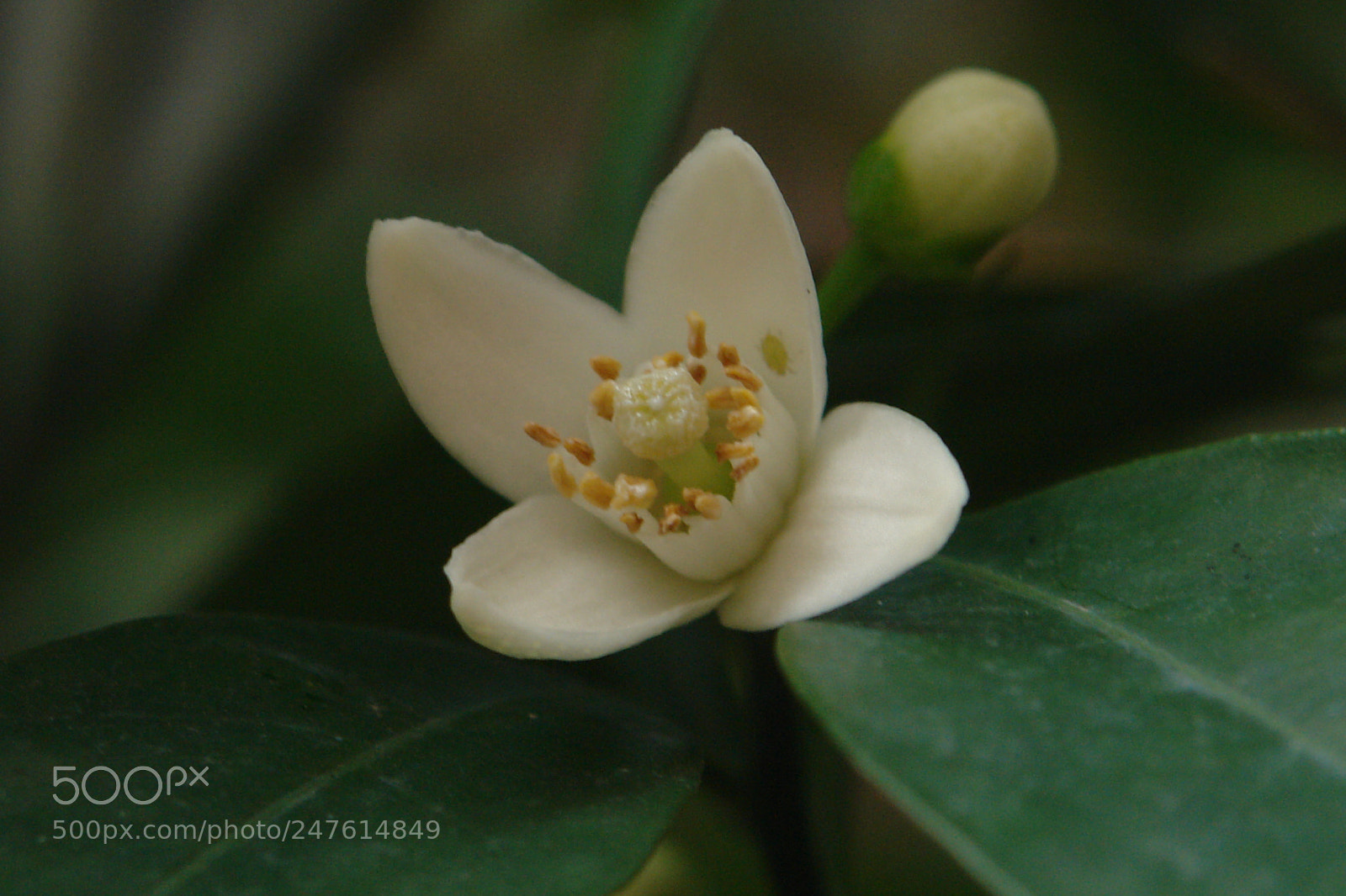 Sony DSC-R1 sample photo. Untitled photography