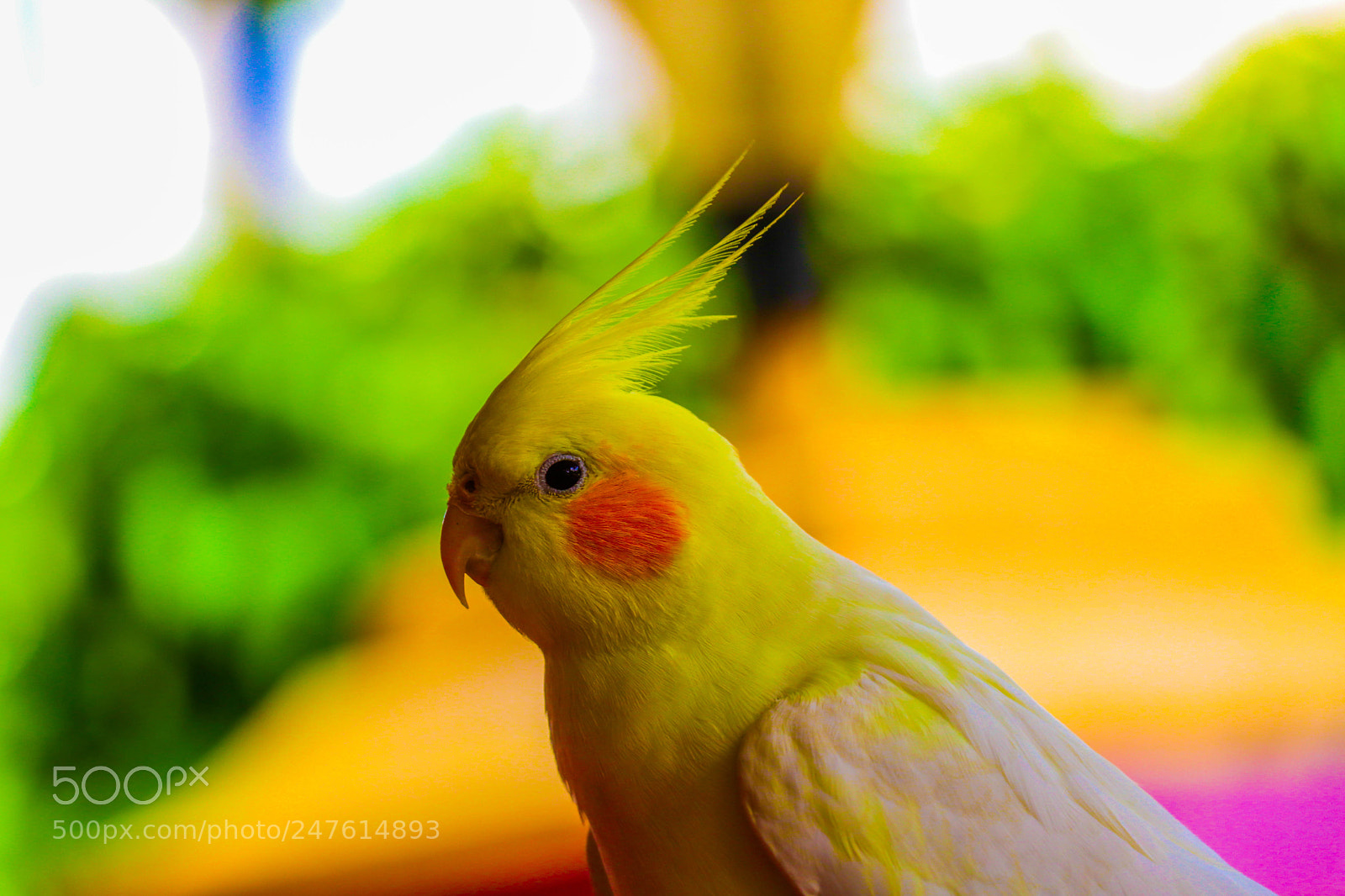 Canon EOS 80D sample photo. Bird photography