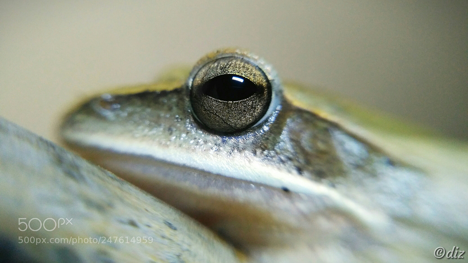 Xiaomi Redmi 3S sample photo. Golden eyes photography
