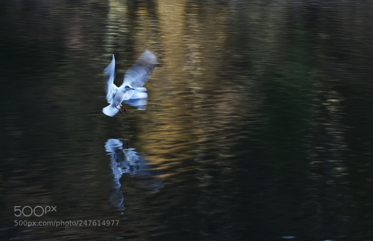 Nikon D3400 sample photo. Mid flight photography