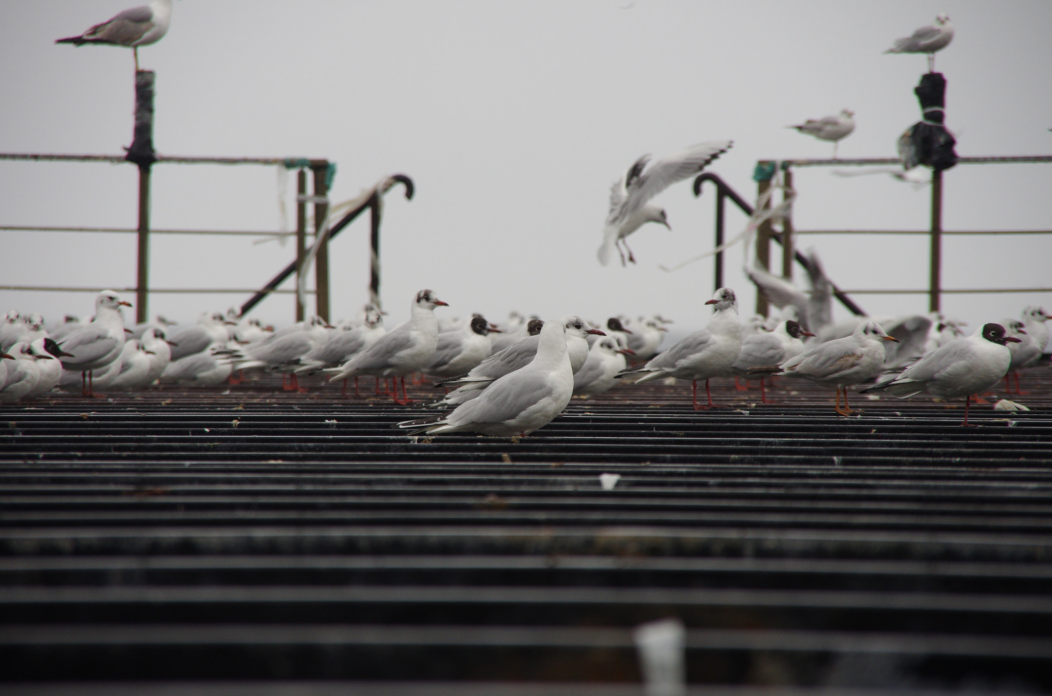 Pentax K-5 II sample photo. Pm photography