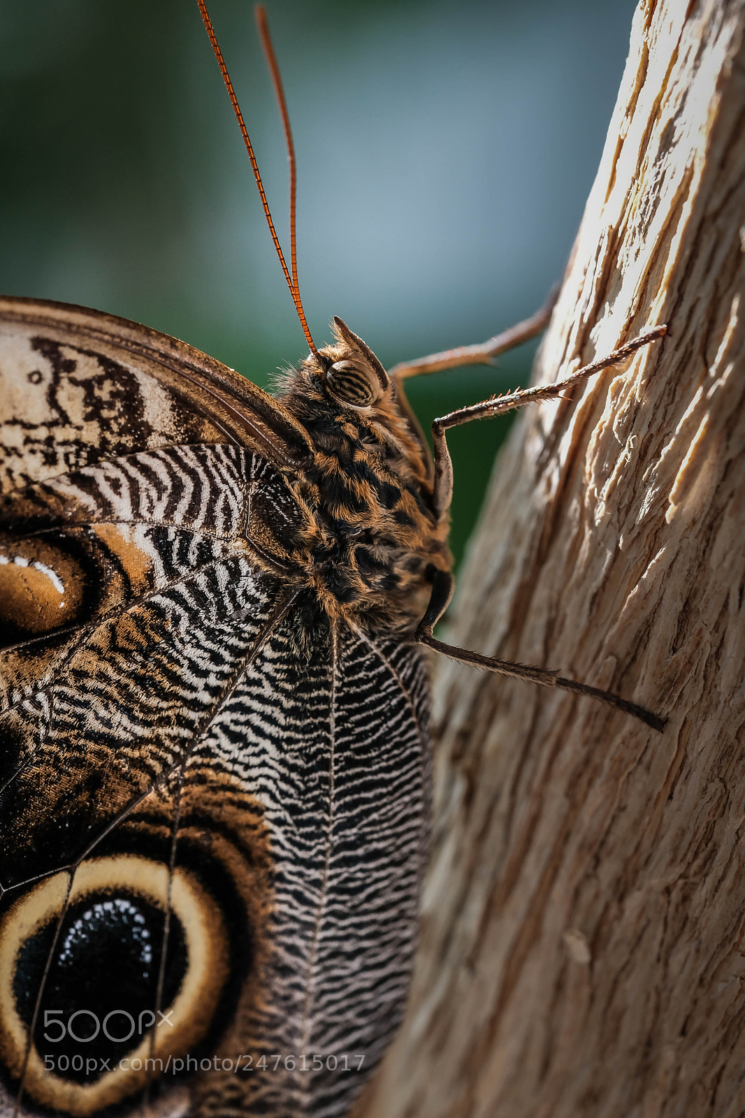 Fujifilm X-T2 sample photo. Butterfly profile photography