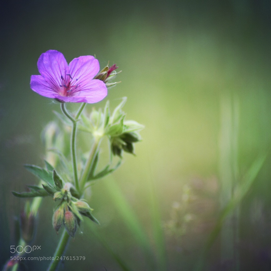 Nikon D5500 sample photo. Spring memories... photography